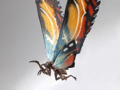 HIYA Exquisite Basic -  GODZILLA: KING OF THE MONSTERS - Mothra (preorder Q4) - Collectables > Action Figures > toys -  HIYA TOYS