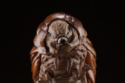 Godzilla: King of the Monsters Hyper Modeling Series Box of 6 Figures (preorder) -  -  ART SPIRITS