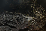 Neca Alien 40th Anniversary Giger's Alien - Action & Toy Figures -  Neca